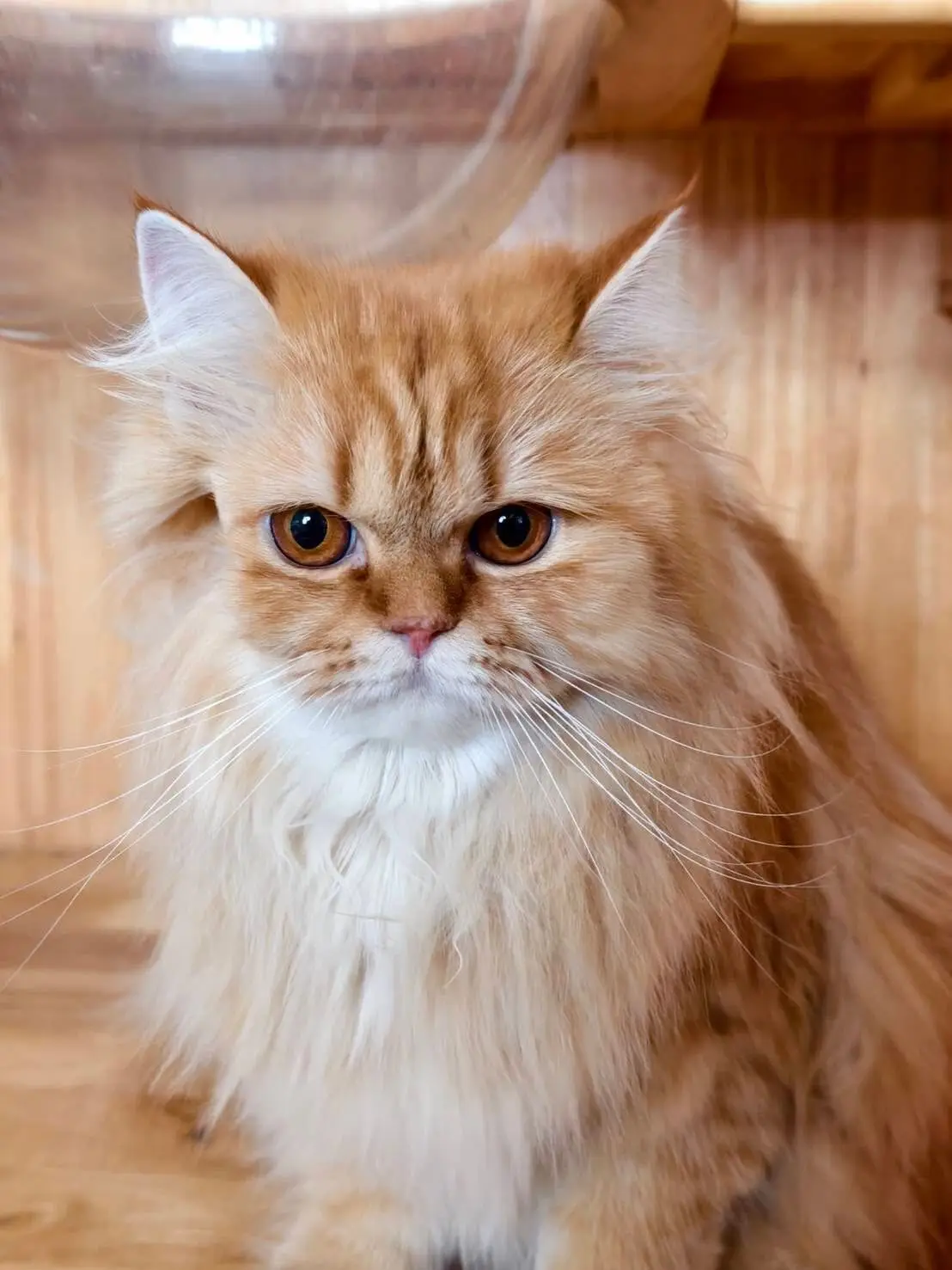 น้องแมวเปอร์เซียในห้องพักของโรงพยาบาล